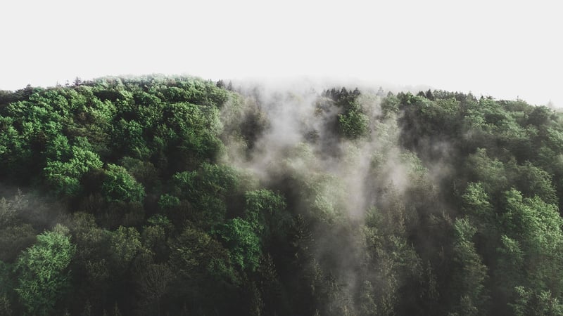 Dreamy Forest