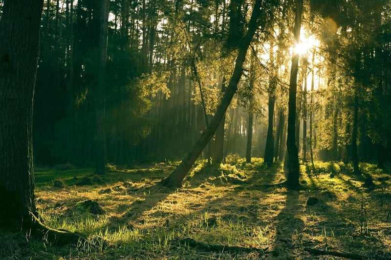 Fantasy Forest